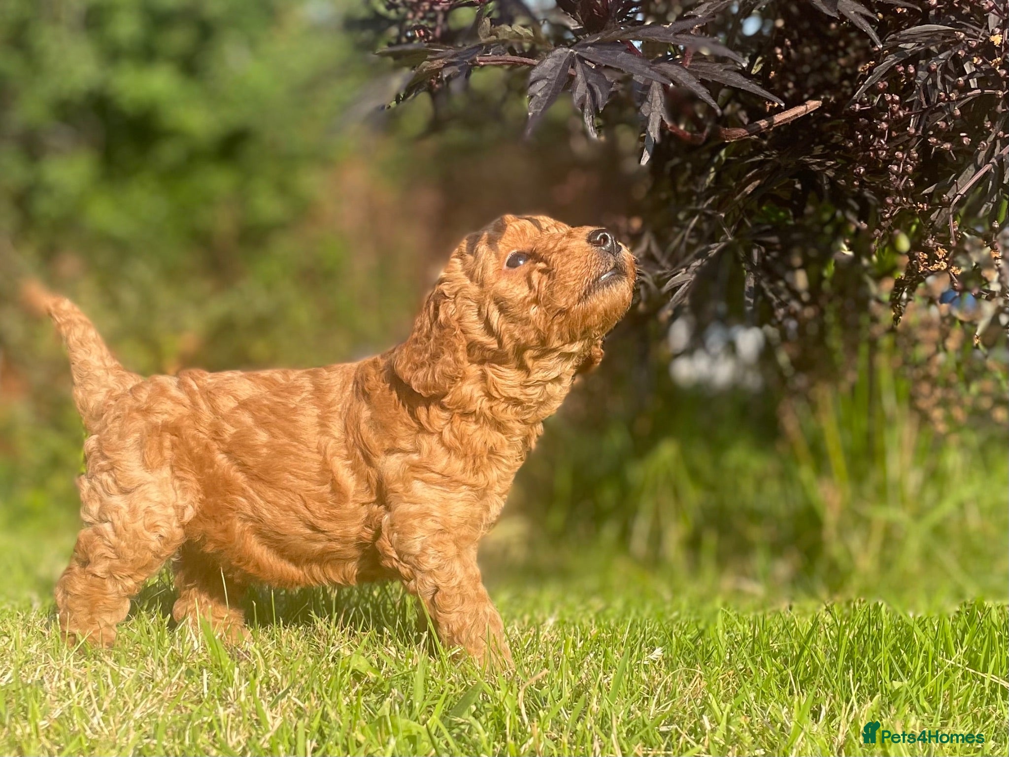 Miniature Poodle dogs KC Registered & Health checked Min. Poodle Puppies - Advert 1