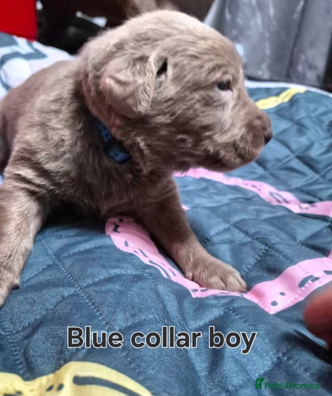 Labrador Retriever dogs for sale: 💎 Stunning Litter of 8 Silver Labradors 💎 - Advert 11