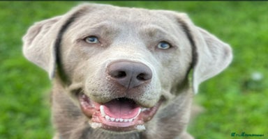 Labrador Retriever dogs Silver Labrador Puppies For Sale - Advert 7