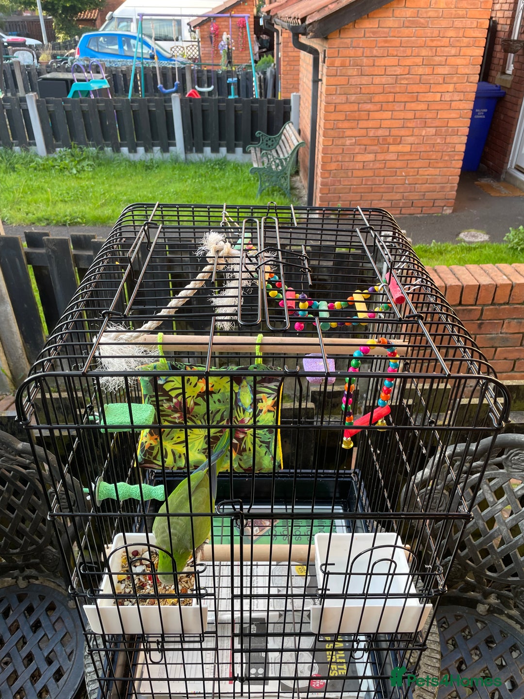 Parrots birds for sale: Male green Quaker parrot  - Image 5