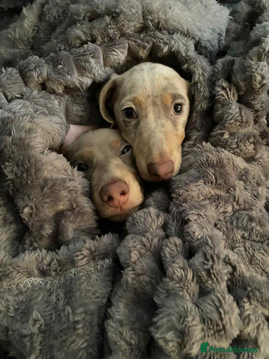 Miniature Dachshund dogs for sale: KCRegistered Miniature SmoothHaired Dachshund Boys - Image 9