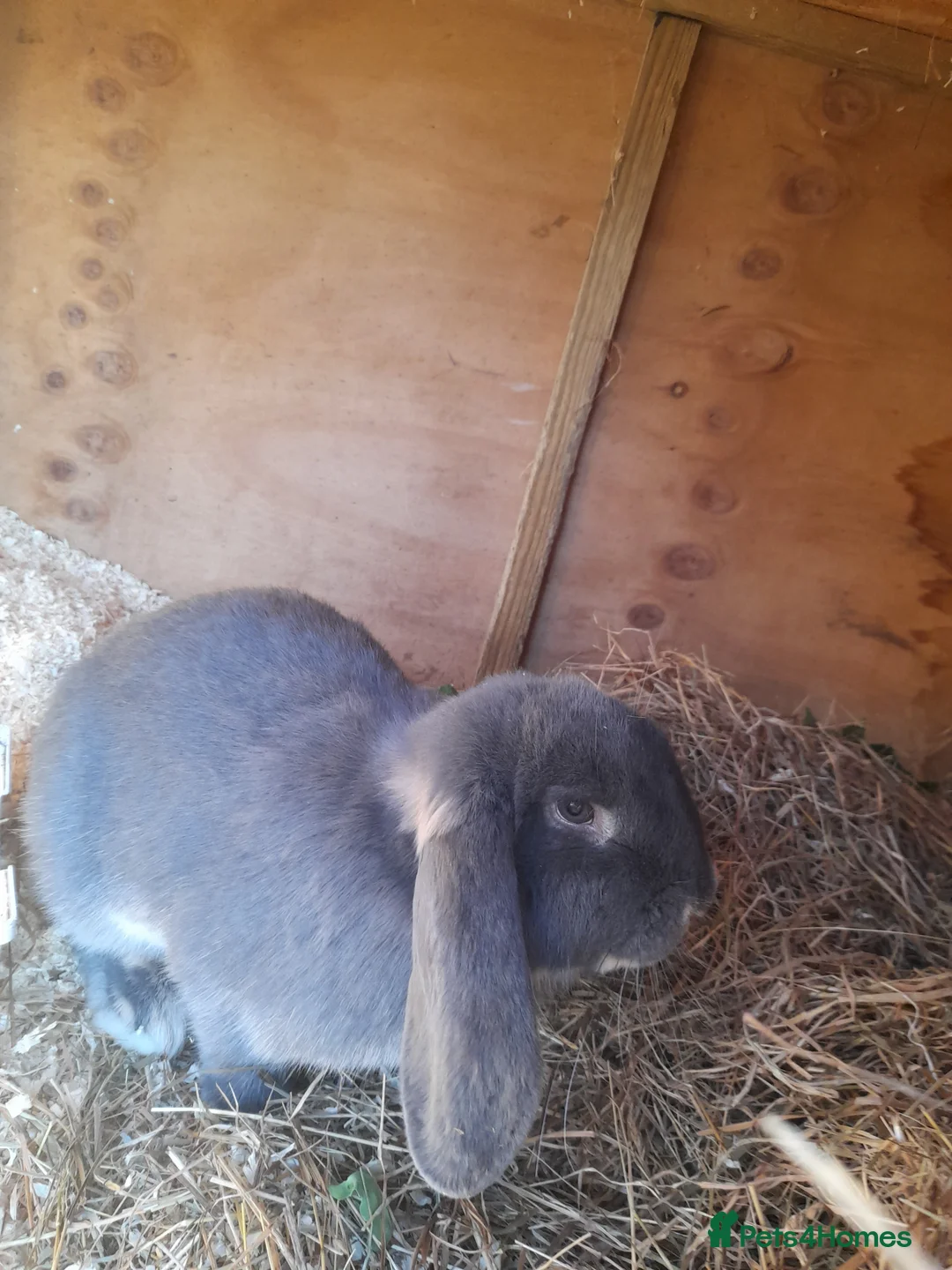 French Lop rabbits for sale: Beautiful  French Lops  (BRC) - Advert 6