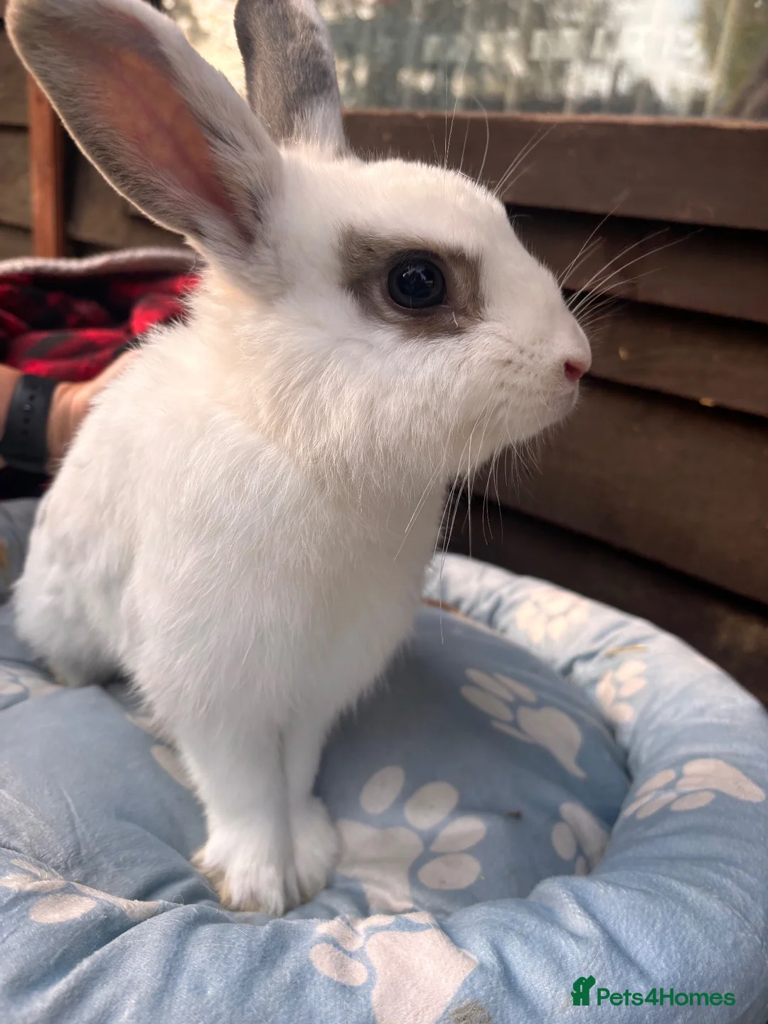 Mixed Breed rabbits for sale: Buck for sale  - Advert 2