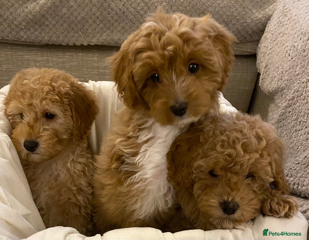 Cavapoo dogs for sale: RED & WHITE CAVAPOO PUPPIES TOP QUALITY BREEDER - Advert 18