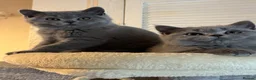 British Shorthair cats for sale: GCCF Active Registered Britsh Shorthair - Advert 5