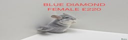 Chinchilla rodents for sale: STUNNING BABIES CHINCHILLA MIX COLOURS AND GENDER  - Advert 8