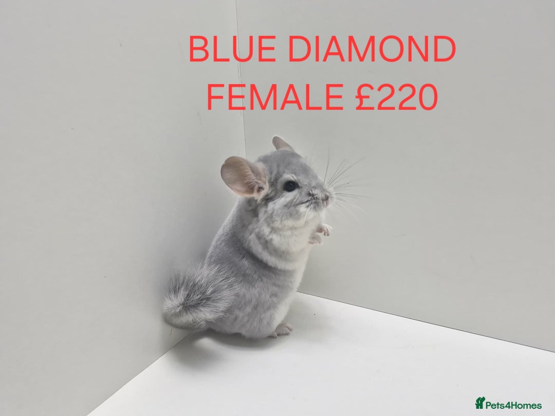 Chinchilla rodents for sale: STUNNING BABIES CHINCHILLA MIX COLOURS AND GENDER  - Advert 8