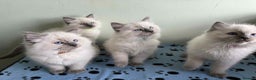 Ragdoll cats for sale: GCCF registered ragdoll kittens - Advert 6