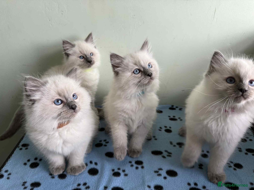 Ragdoll cats for sale: GCCF registered ragdoll kittens - Advert 6