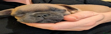 French Bulldog 'baby'