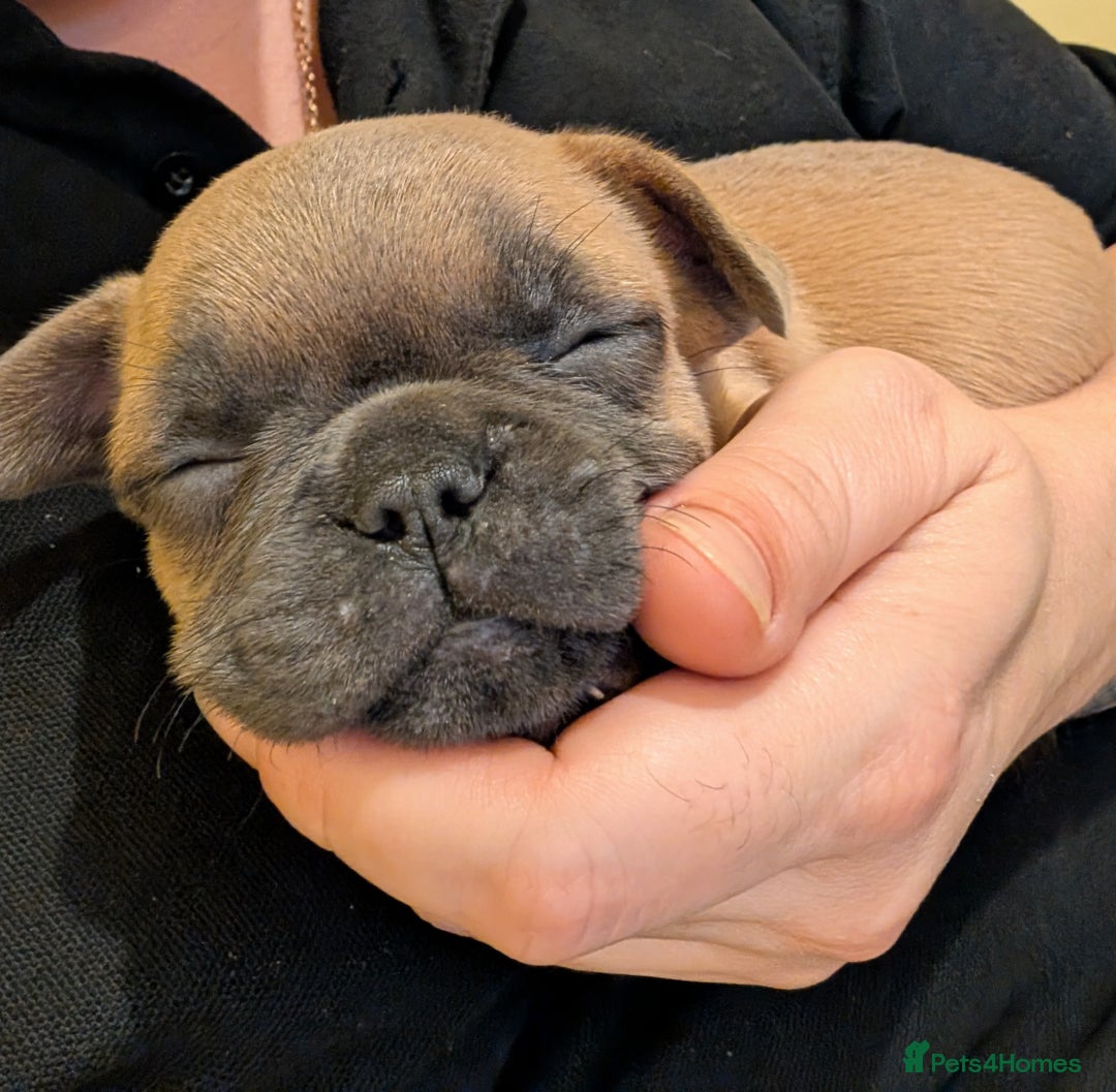 French Bulldog dogs for sale: French bulldog puppy's ready to go! - Advert 17
