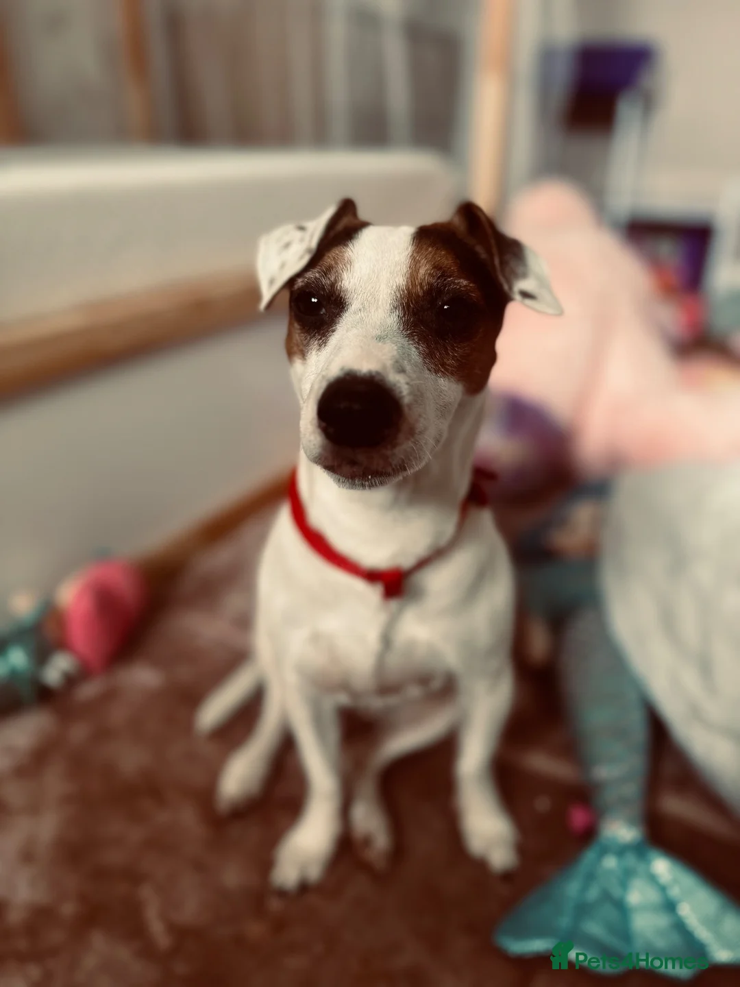 Jack Russell dogs for sale: Jack Russell Puppies - Advert 2