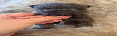 Pomeranian 1