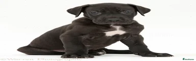 Great Dane 1