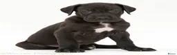 Great Dane dogs for sale: Beautiful Female Great Dane Puppy - Advert 3