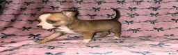 Chihuahua dogs for sale: Beautiful Chihuahua puppies - Advert 5