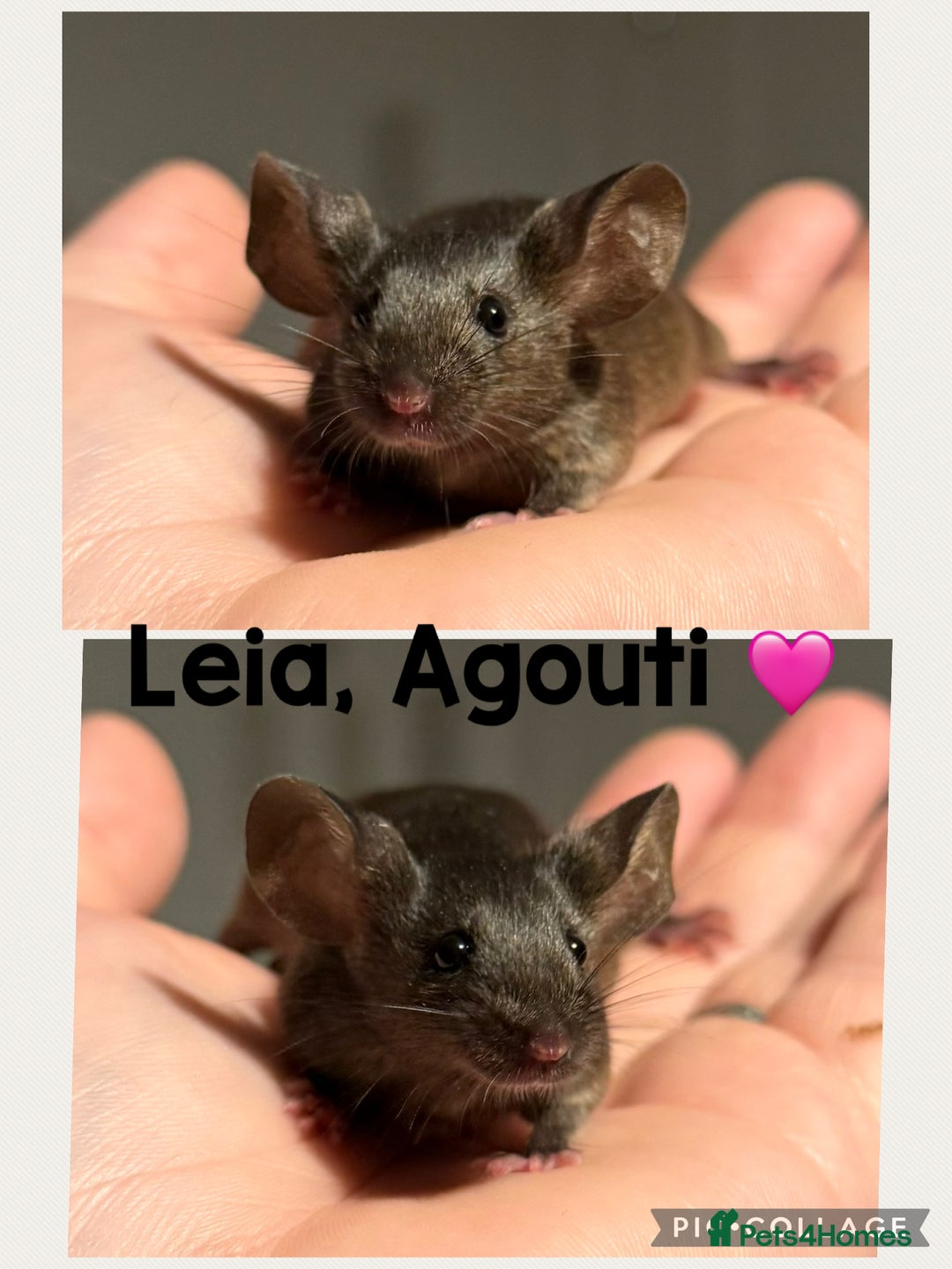 Mouse rodents for sale: Ethically Bred Mouse Pups - Waiting List Open!  - Advert 3