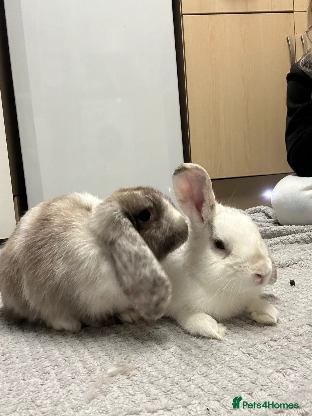 Mixed Breed rabbits for sale: Mini lop/ lionhead male and female rabbits - Advert 6