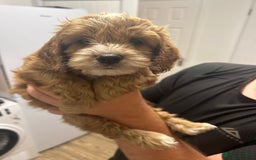 Cockapoo dogs for sale: Cockapoo puppy  - Image 4