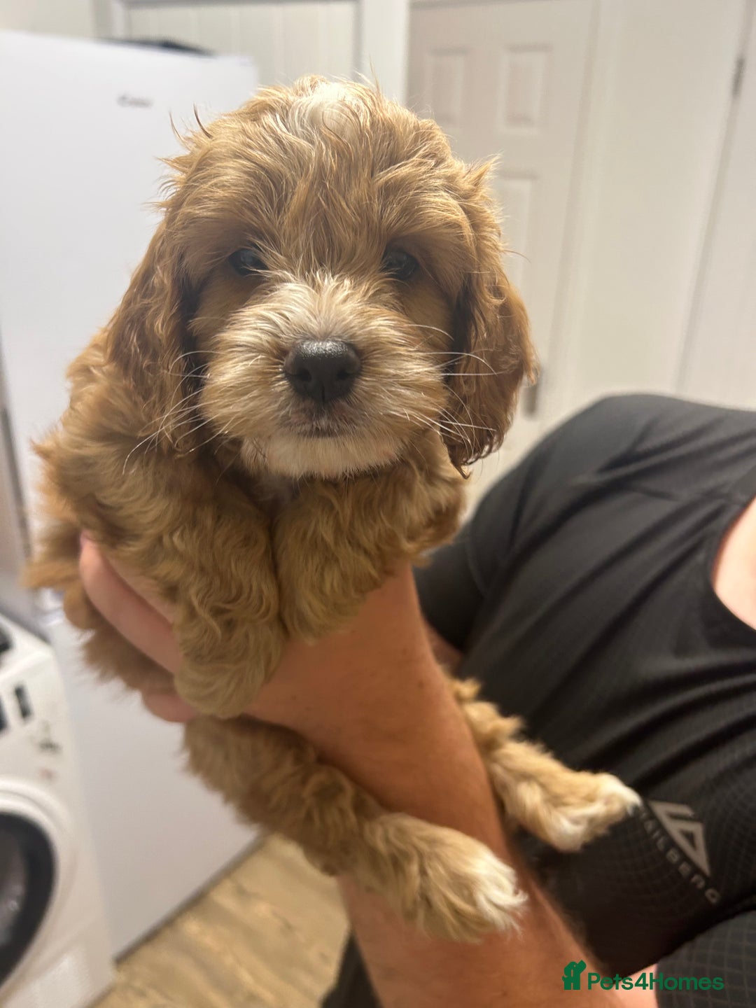 Cockapoo dogs for sale: Cockapoo puppy  - Image 4