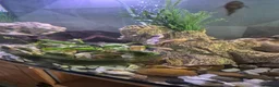 Plecos fish for sale: Plecos for sale - Advert 3