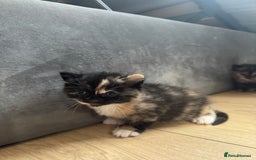 Mixed Breed cats for sale: Beautiful Maine Coone cross kittens  - Image 1