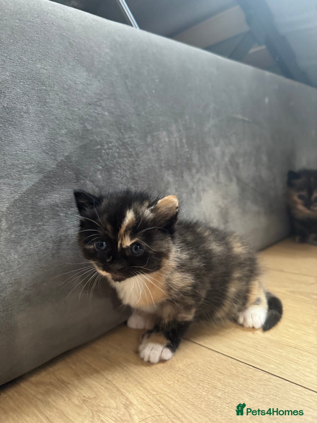 Mixed Breed cats for sale: Beautiful Maine Coone cross kittens  - Image 1