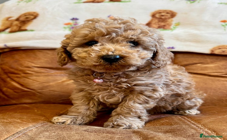 Toy Poodle dogs Ready to leave 29th November  - Advert 9