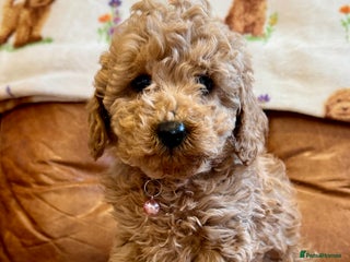 Toy Poodle dogs Ready to leave 29th November - Advert 5