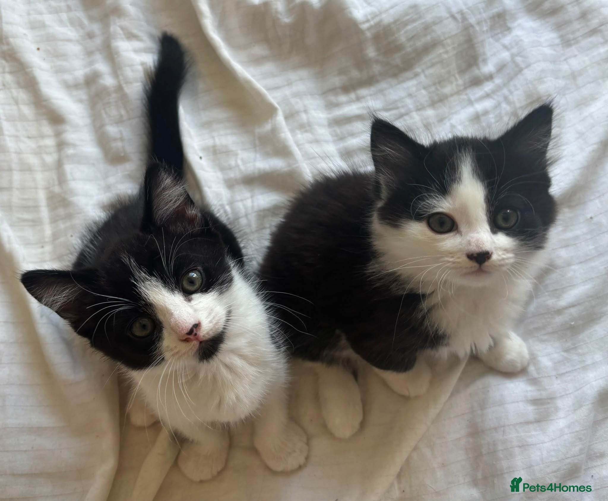 Domestic Shorthair cats 3 male domestic shorthair kittens - Advert 11