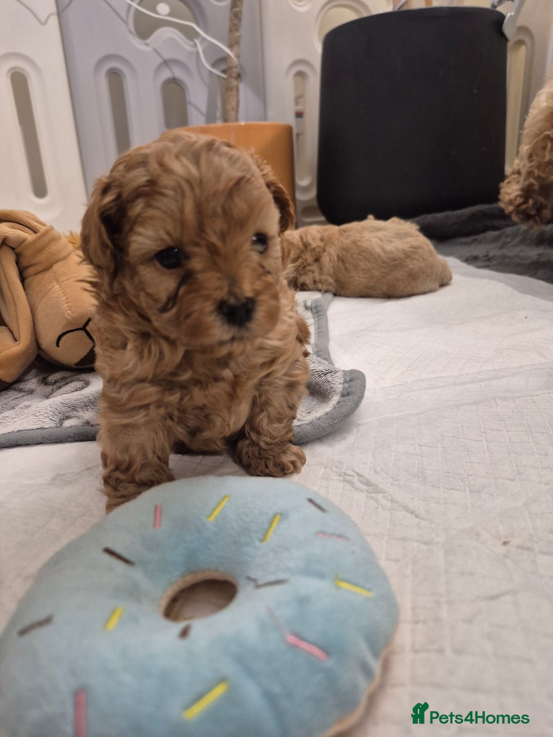 Maltipoo dogs for sale: Beautiful Toy Maltipoo Puppies   - Advert 23