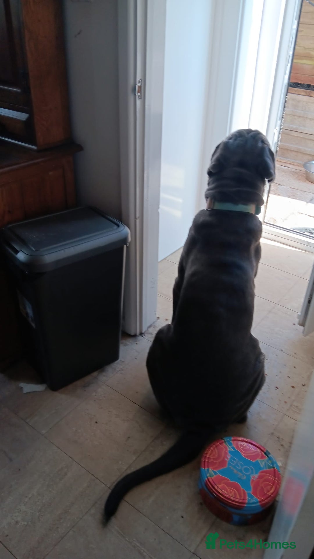 Neapolitan Mastiff dogs for sale: Neopolitan mastiff 2 years  - Advert 9