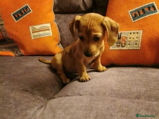 Dachshund dogs Unusual colour beautiful miniature dachshound pups - Advert 18