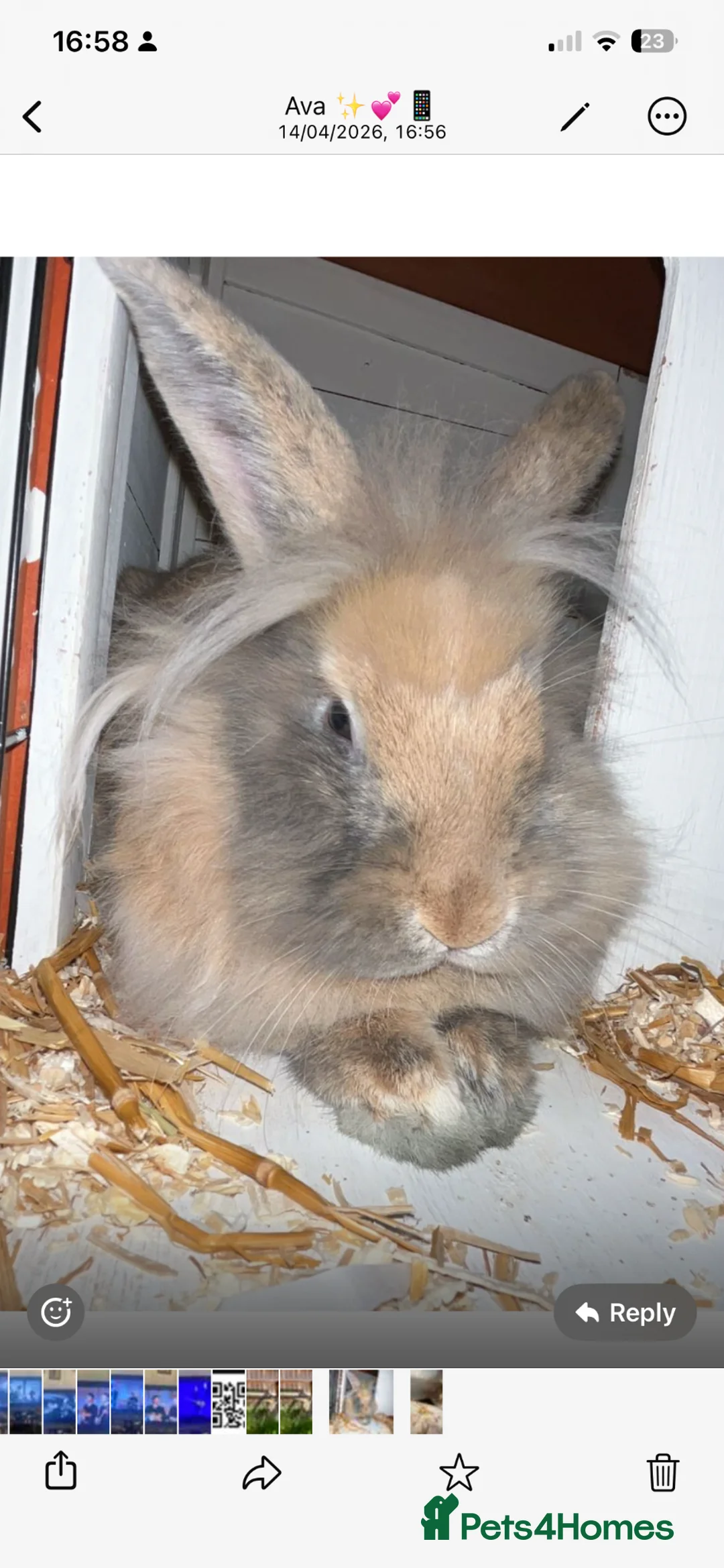 Mini Lion Lop rabbits for sale: Mini lion lop looking for new loving home. 🐰  in Slough - Advert 2