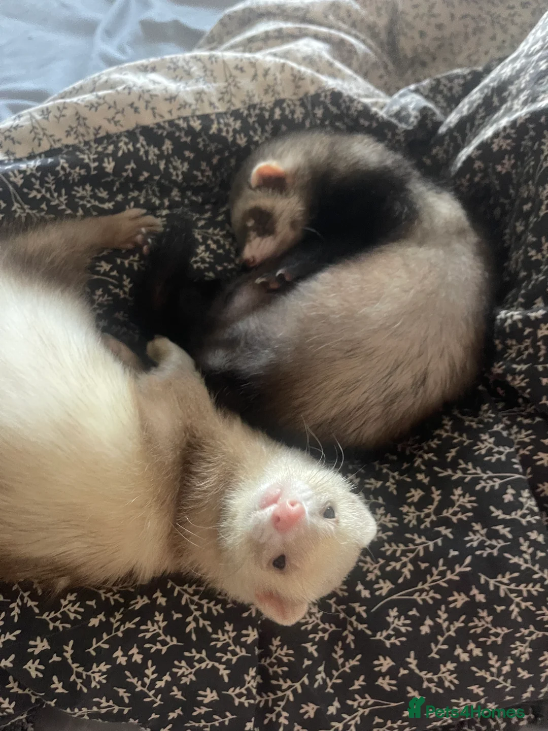 Ferret rodents for sale: Lovely two ferrets for sale  - Advert 3