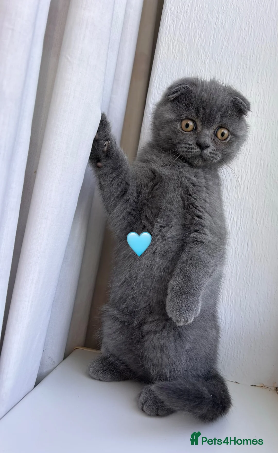 Scottish Fold cats for sale: Beautiful Scottish Fold and Scottish Straight 🐾 - Advert 2