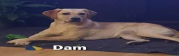 Labrador Retriever dogs for sale: Working Labrador puppies, Gun dog Mather  - Advert 2