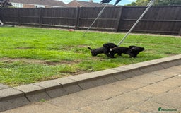 Cocker Spaniel dogs for sale: Working Cocker Spaniel pups in Houghton le Spring - Image 12
