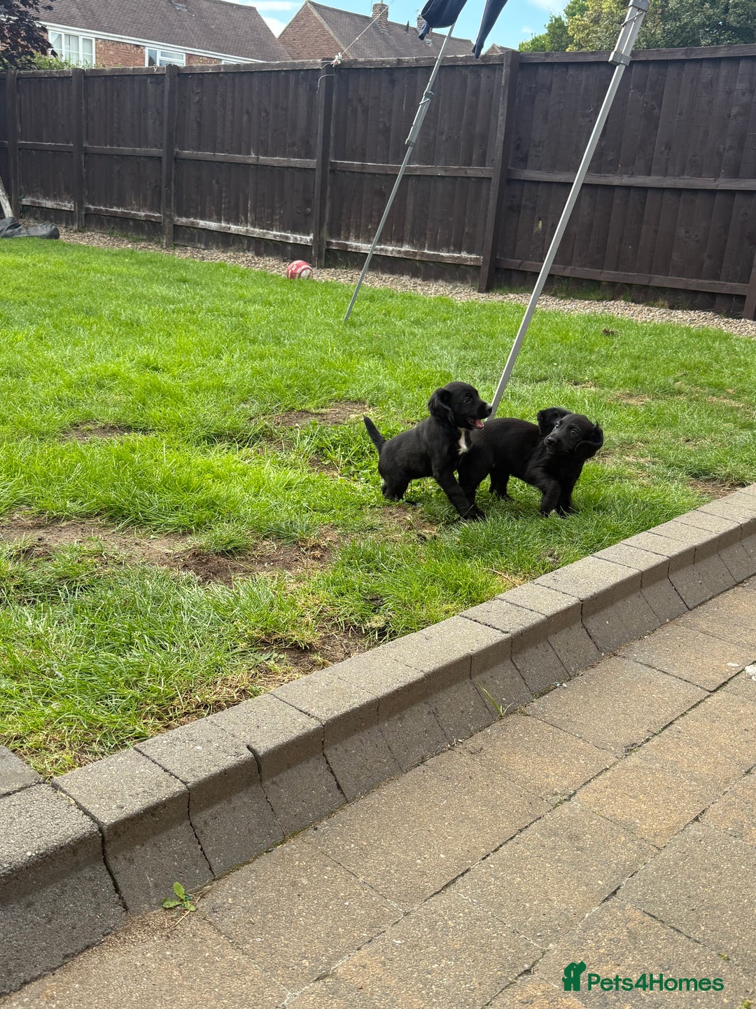 Cocker Spaniel dogs for sale: Working Cocker Spaniel pups in Houghton le Spring - Image 12