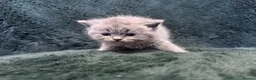 Scottish Fold cats for sale: Scottish striaght kittens registered  - Advert 7