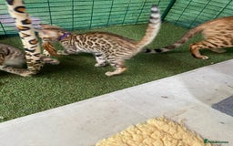 Bengal cats for sale: Health Tested TICA 🩷Bengal female kittens  - Image 22