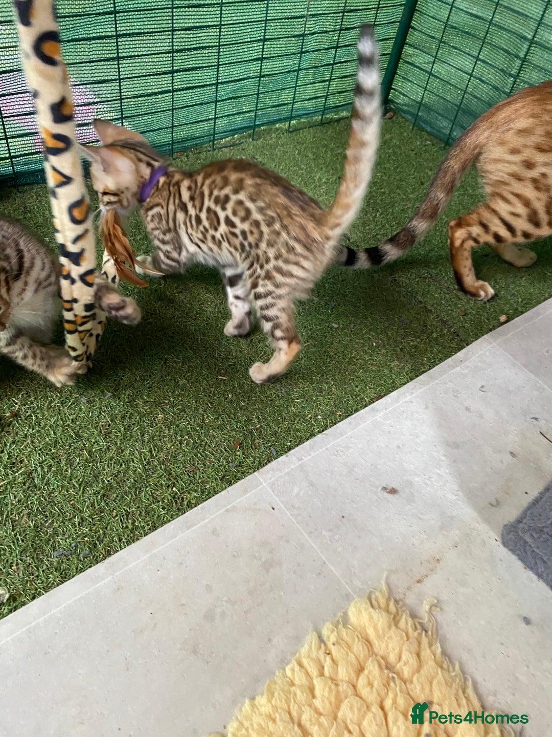 Bengal cats for sale: Health Tested TICA 🩷Bengal female kittens  - Image 22