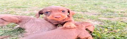 Miniature Dachshund dogs for sale: 1 boy 3 girls  - Advert 5