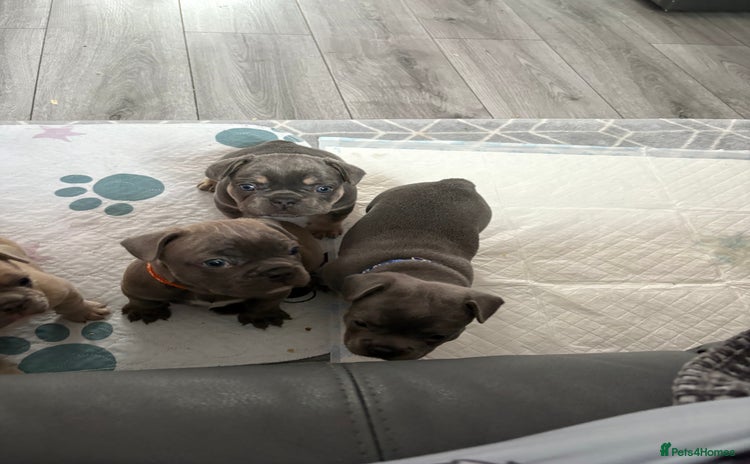 French Bulldog dogs - Advert 3