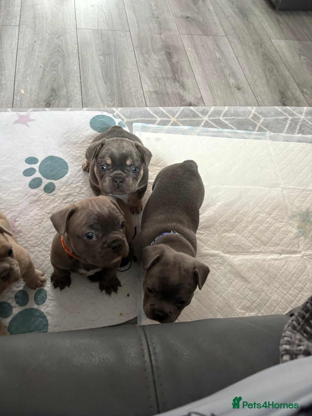 French Bulldog dogs for sale: Frenchie puppy  - Image 1