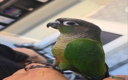 Parrots birds for sale: Handreared Baby Green Cheek Tame Conures  - Image 4