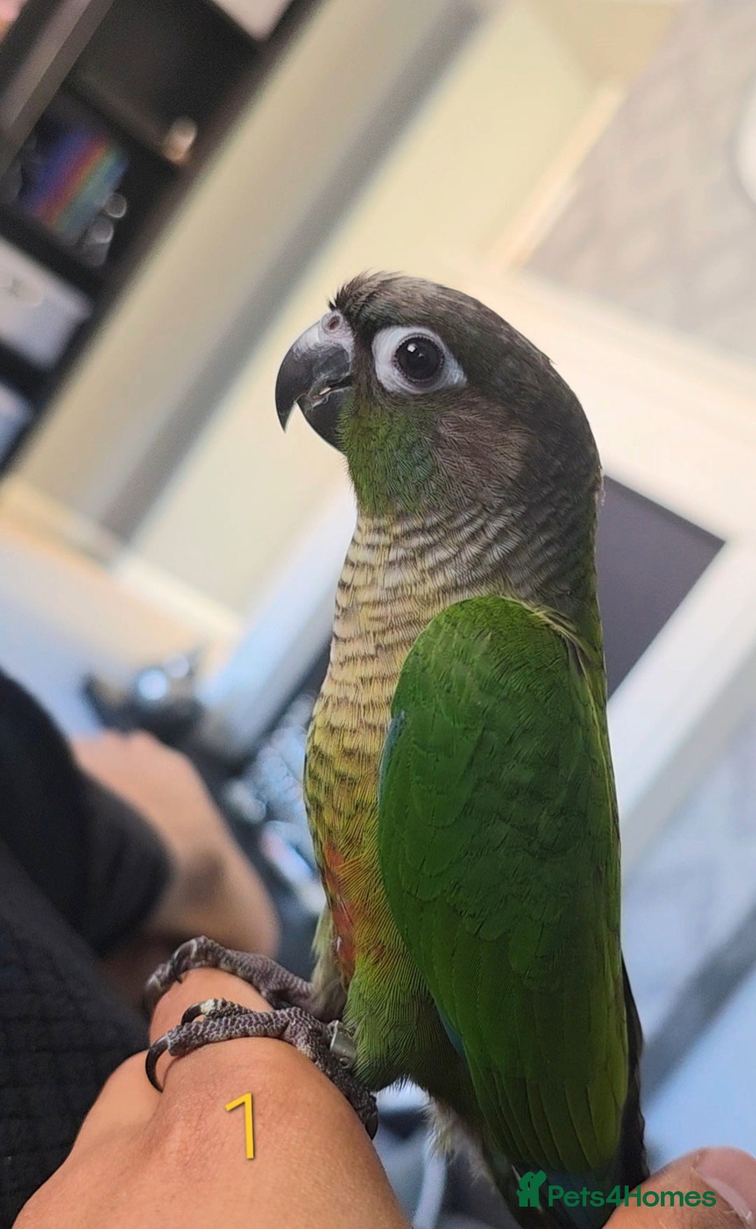 Parrots birds for sale: Handreared Baby Green Cheek Tame Conures  - Image 4