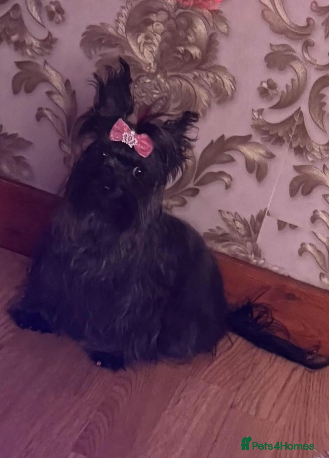 Yorkshire Terrier dogs for sale: Cute mini yorkies in Enfield - Advert 2