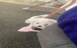 Maltipoo dogs for sale: 4 beautiful maltipoos  - Image 6