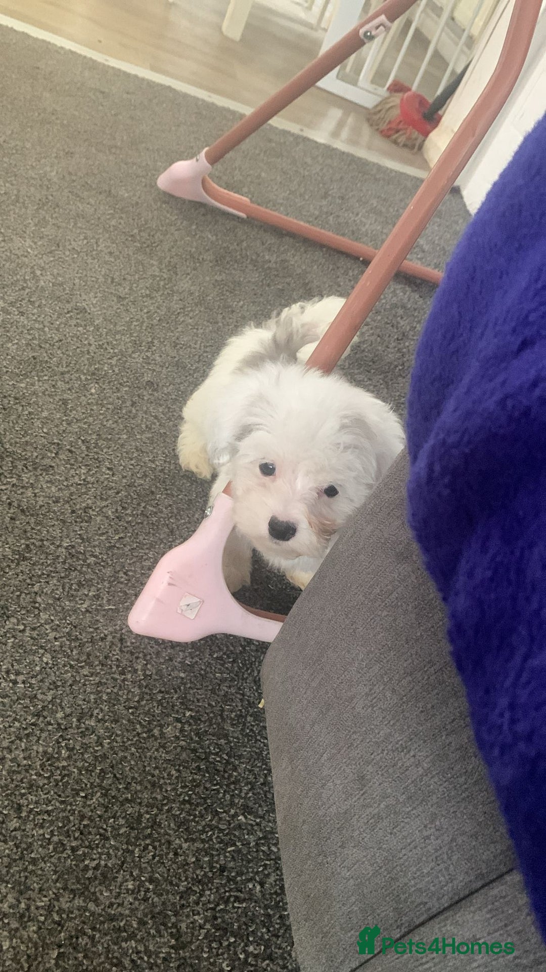 Maltipoo dogs for sale: 4 beautiful maltipoos  - Image 6